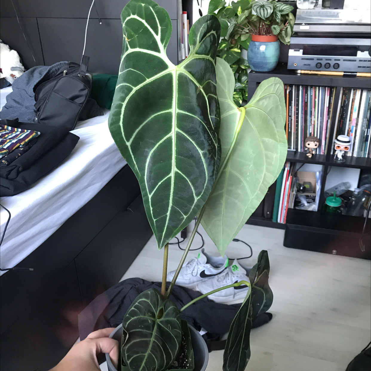 Photo of the plant species Anthurium regale by @sscrewtapee named gates on Greg, the plant care app