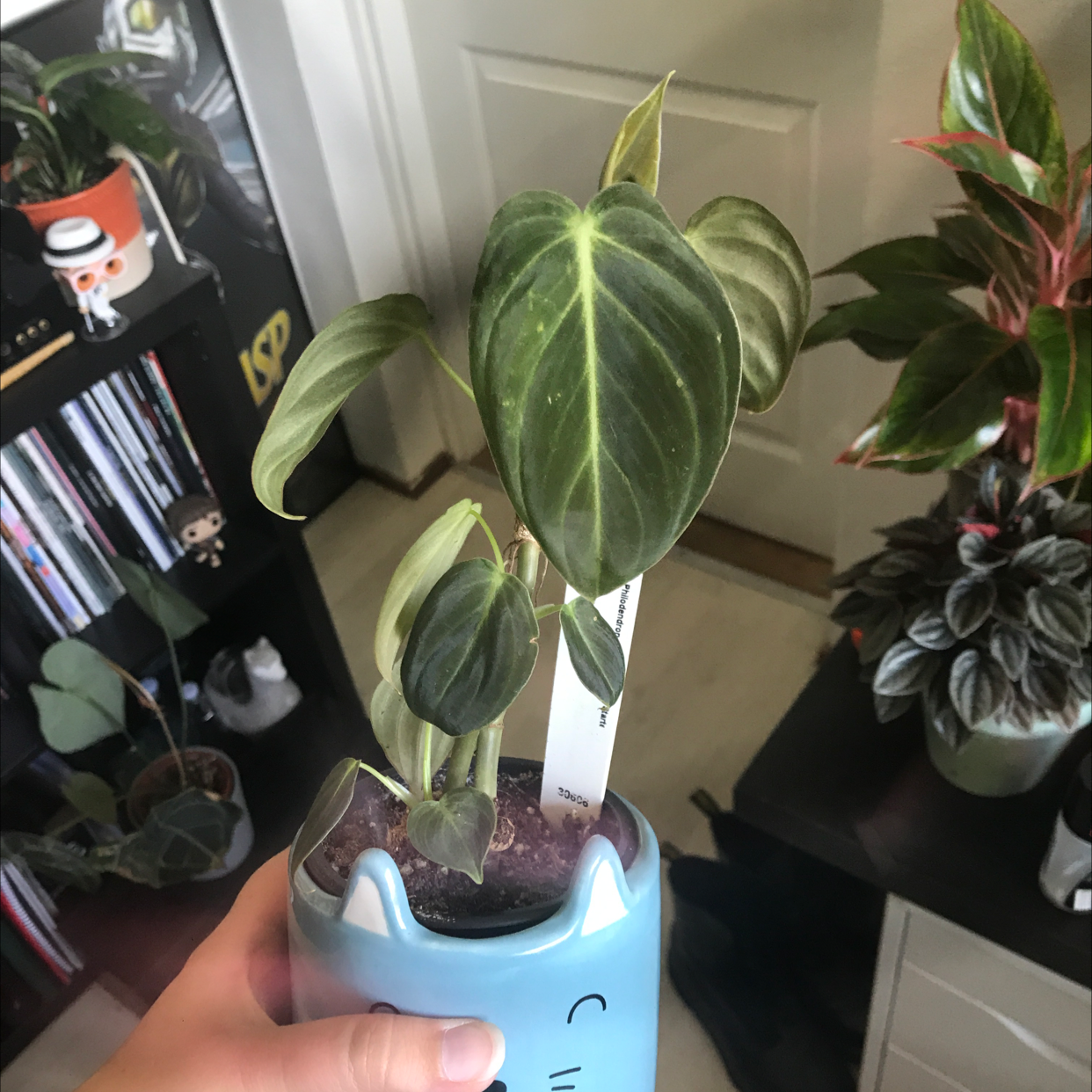 Photo of the plant species Philodendron Melanochrysum by @sscrewtapee named gyo on Greg, the plant care app