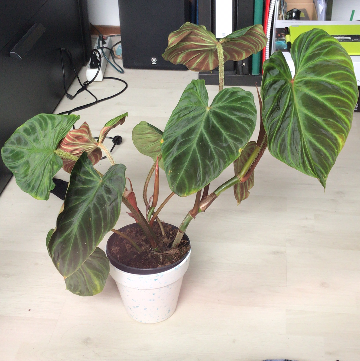 Photo of the plant species Ecuador Philodendron by @sscrewtapee named klaus on Greg, the plant care app