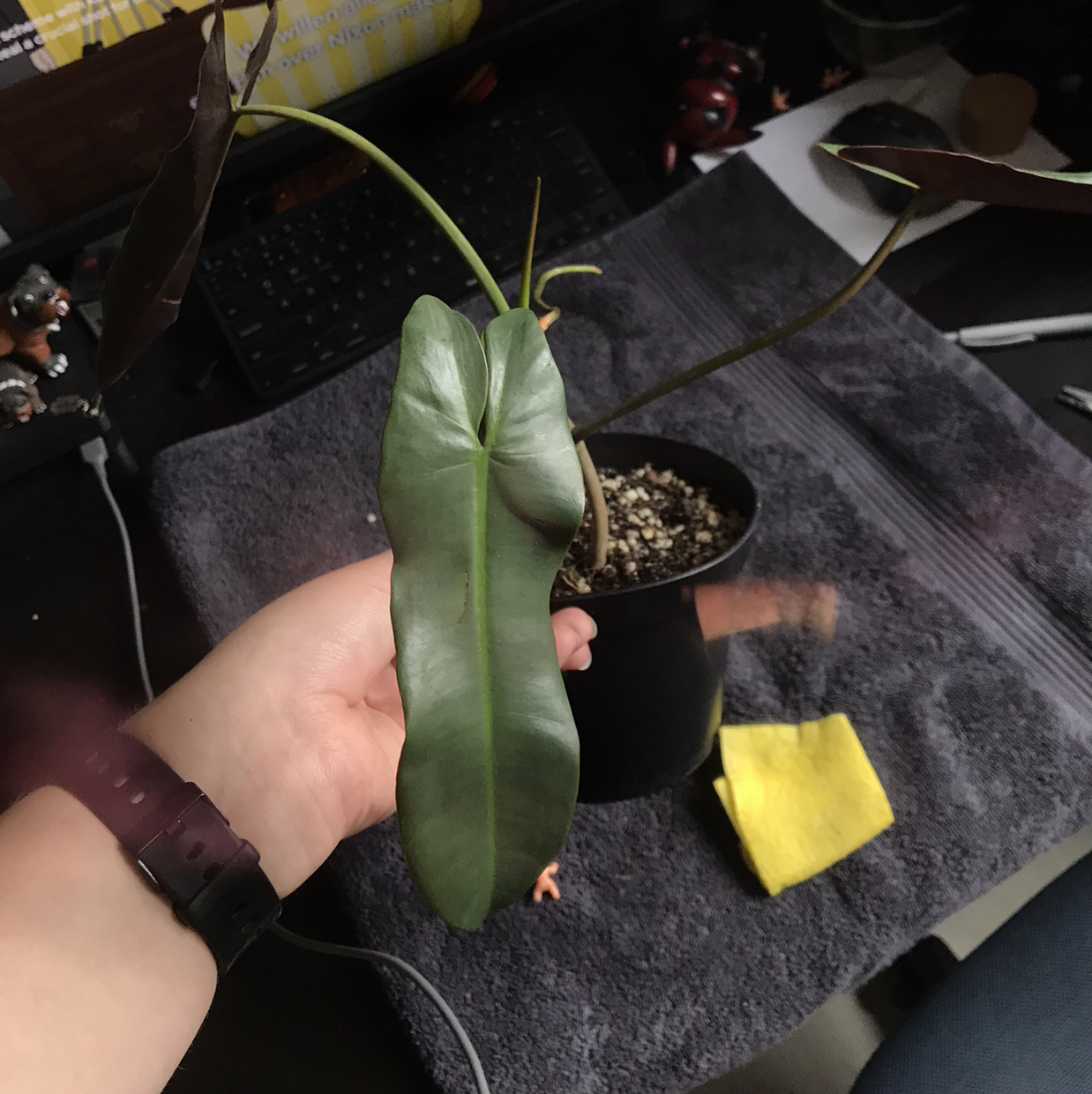 Photo of the plant species Philodendron atabapoense by @sscrewtapee named rodge on Greg, the plant care app