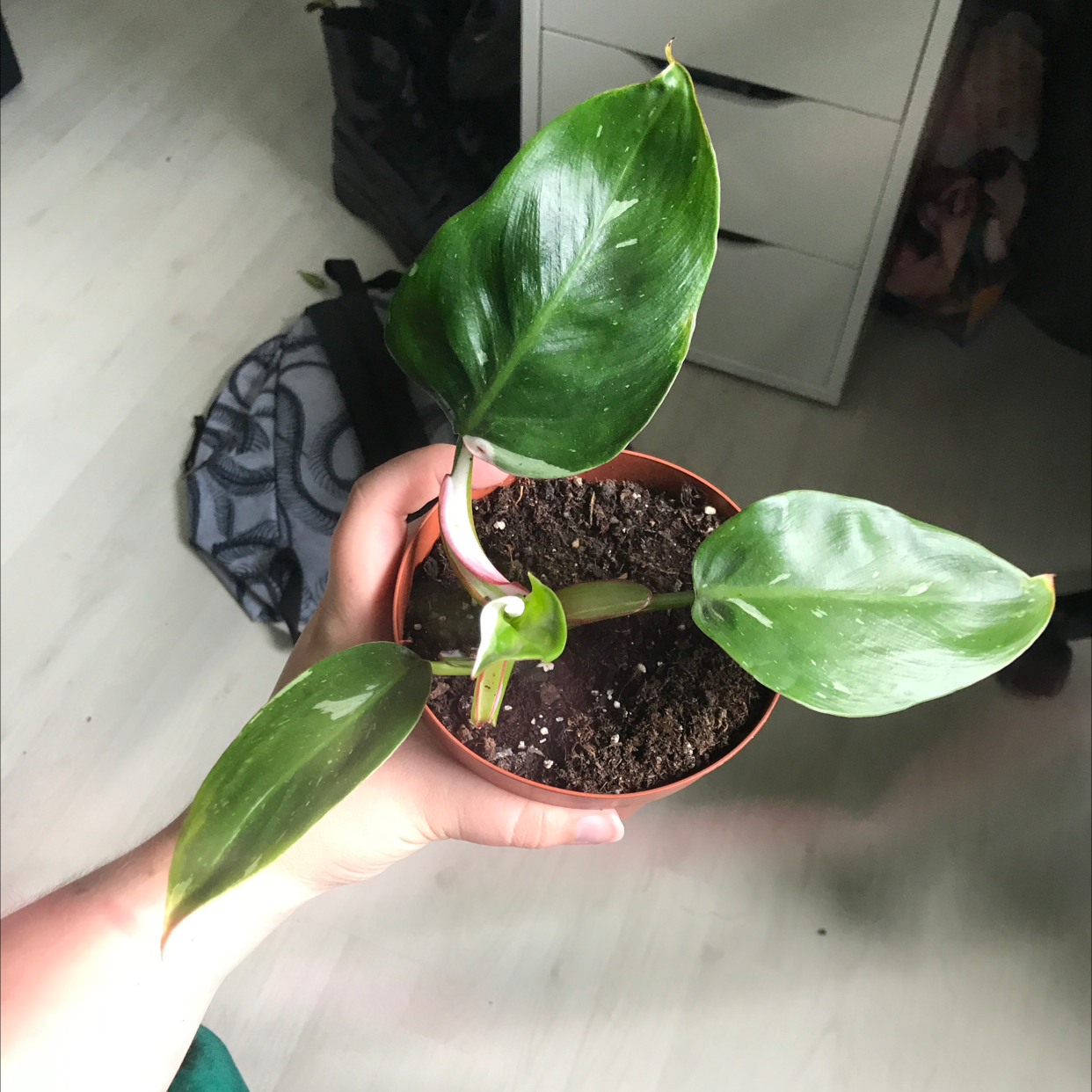 Photo of the plant species Philodendron 'White Princess' by @sscrewtapee named peaches on Greg, the plant care app