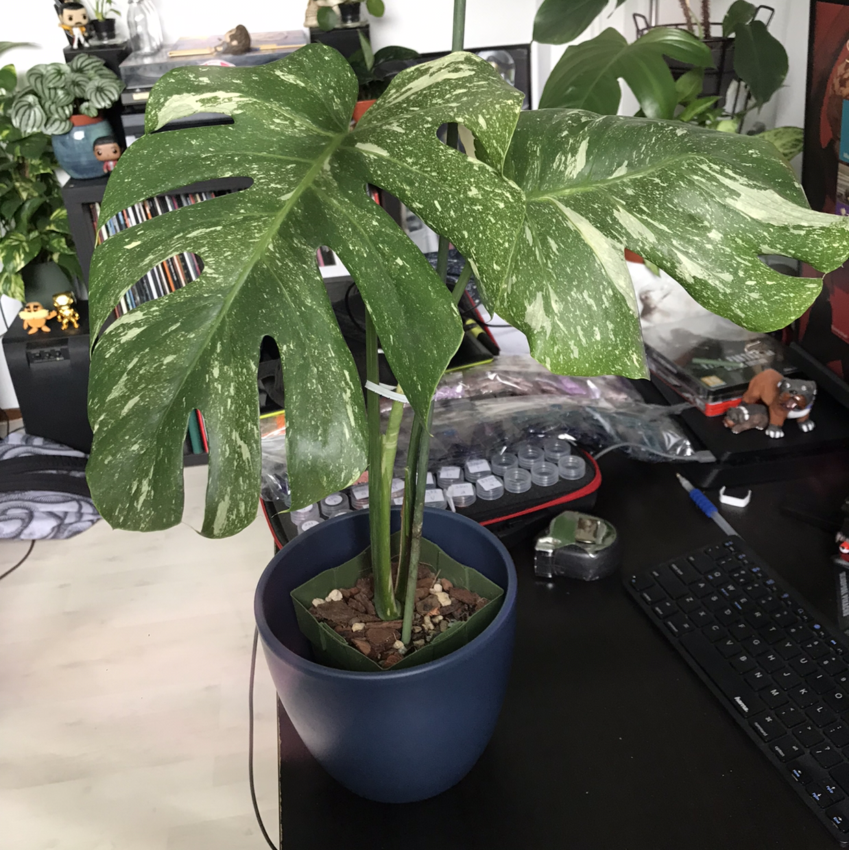 Photo of the plant species Thai Constellation Monstera by @sscrewtapee named pluto on Greg, the plant care app