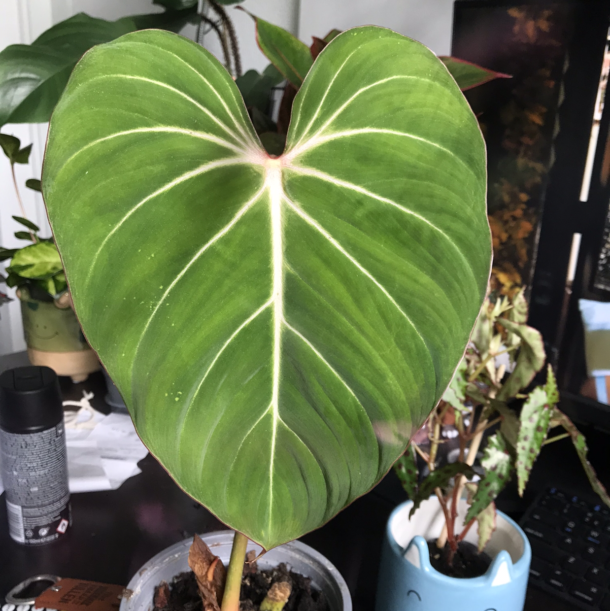 Photo of the plant species Philodendron gloriosum by @sscrewtapee named henry on Greg, the plant care app