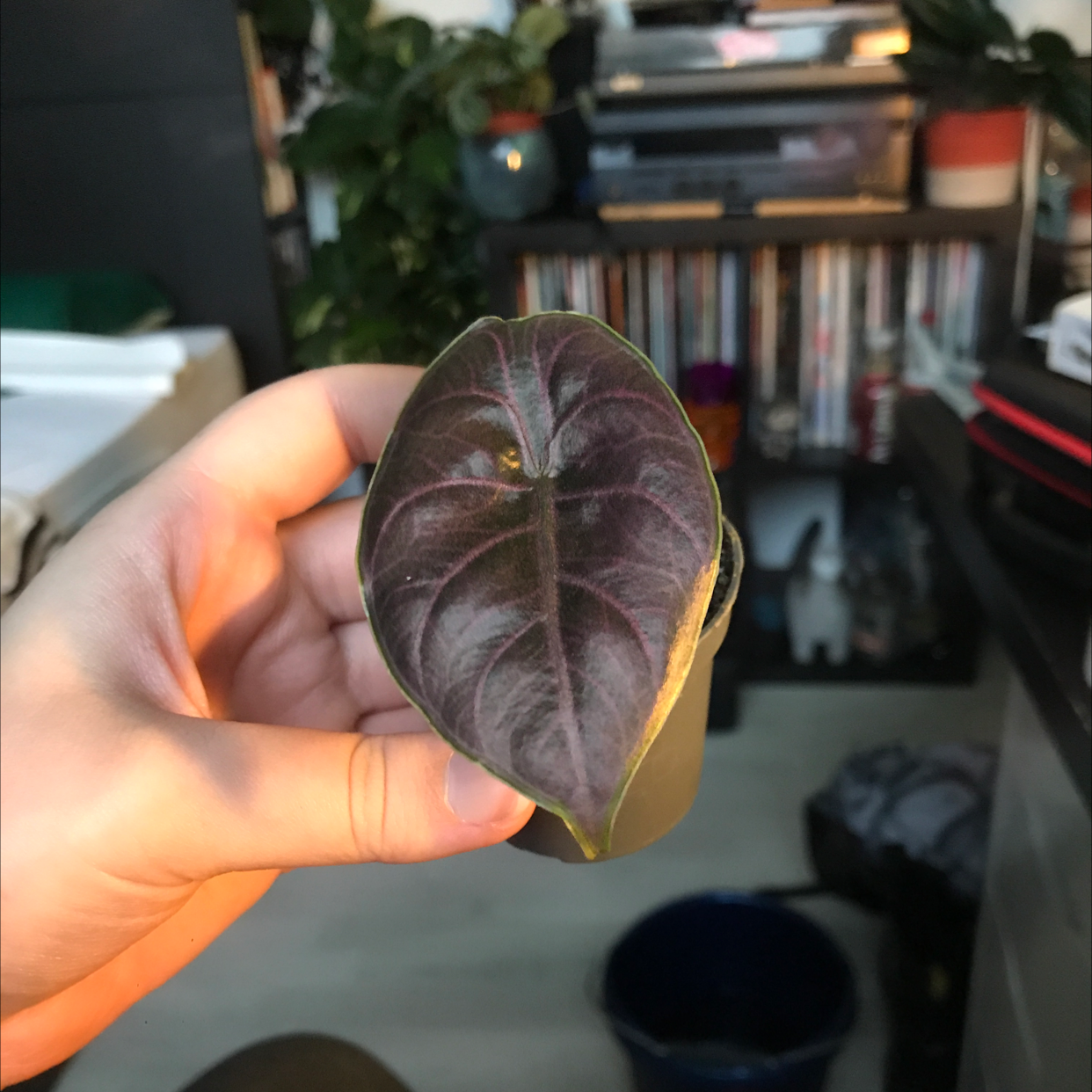 Close-up of a Red Mambo leaf held by a hand, with a deep red coloration and no visible signs of disease.