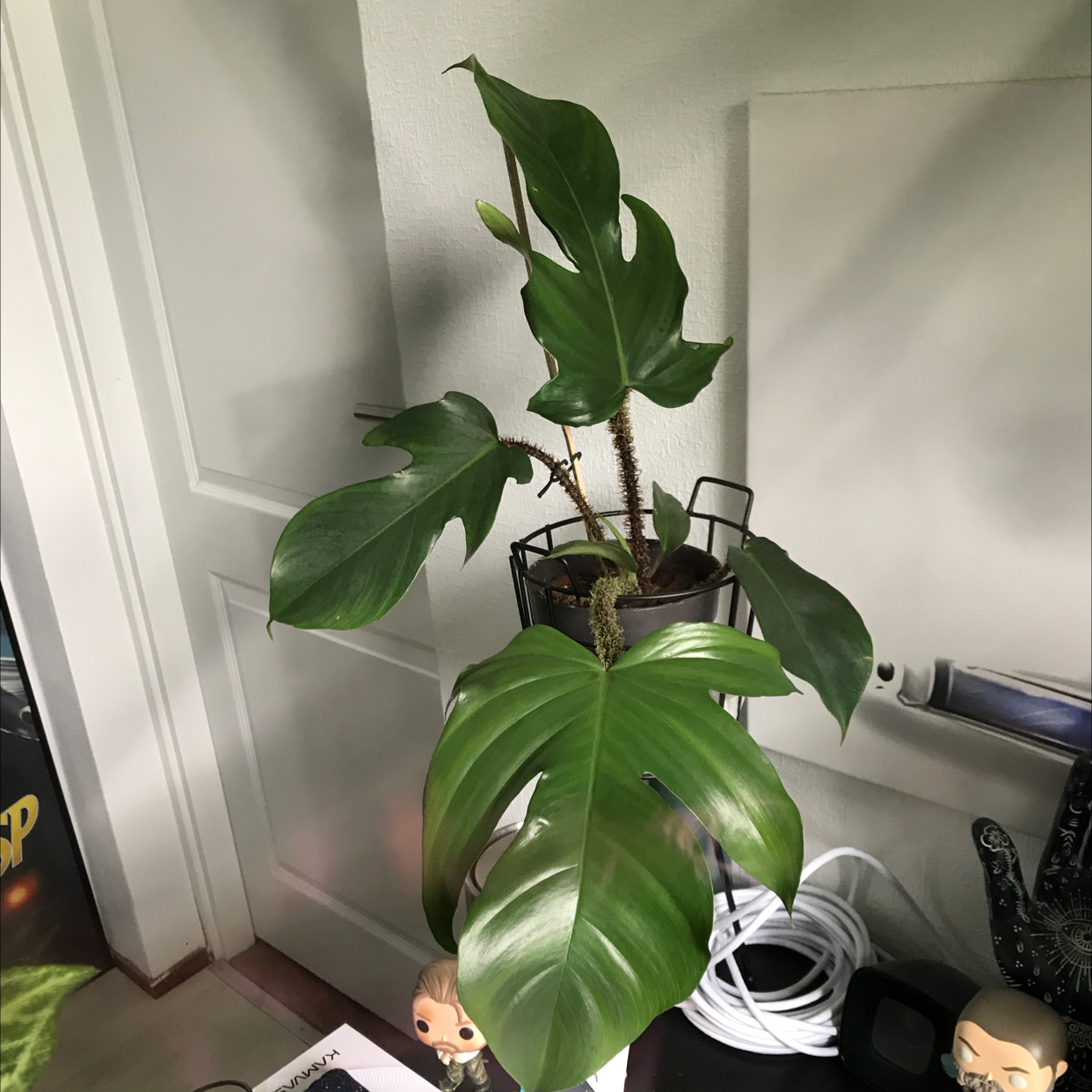 Photo of the plant species Hairy Philodendron by @sscrewtapee named jerry on Greg, the plant care app