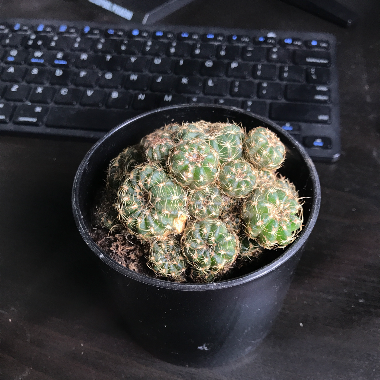 Photo of the plant species Simpson Hedgehog Cactus by @sscrewtapee named shoggoth on Greg, the plant care app