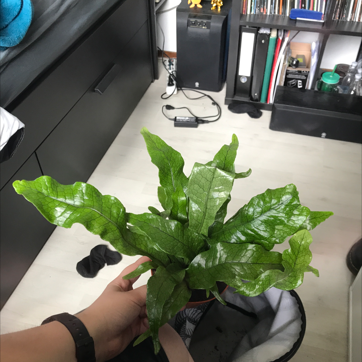 Photo of the plant species Crocodile Fern by @sscrewtapee named winston on Greg, the plant care app
