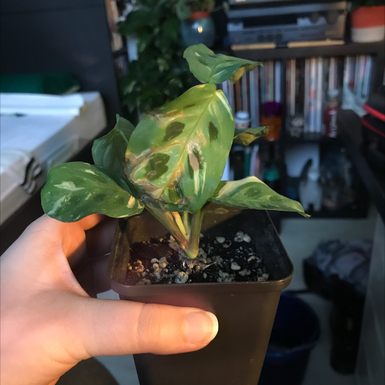 Photo of the plant species Variegated Prayer Plant by @sscrewtapee named otto on Greg, the plant care app