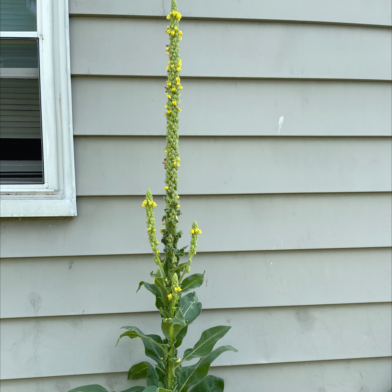 A tall Mullein plant with yellow flowers growing against a house wall.