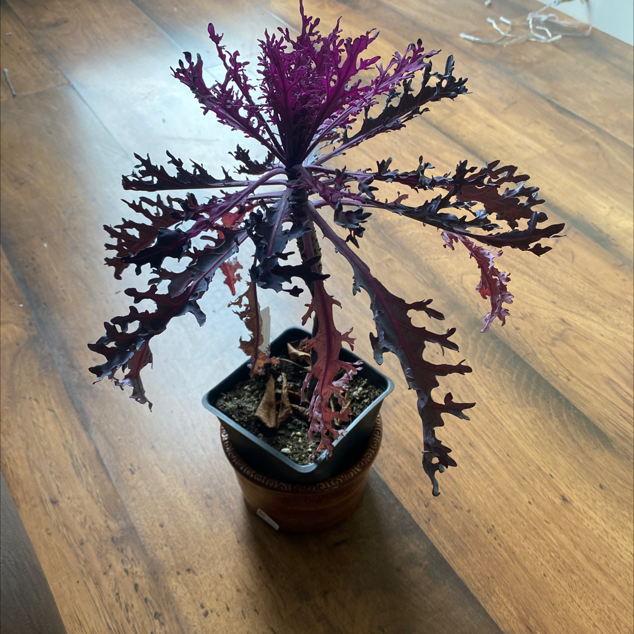Potted ornamental kale plant with vivid purple and green ruffled leaves, healthy and well-centered in frame on wooden surface.