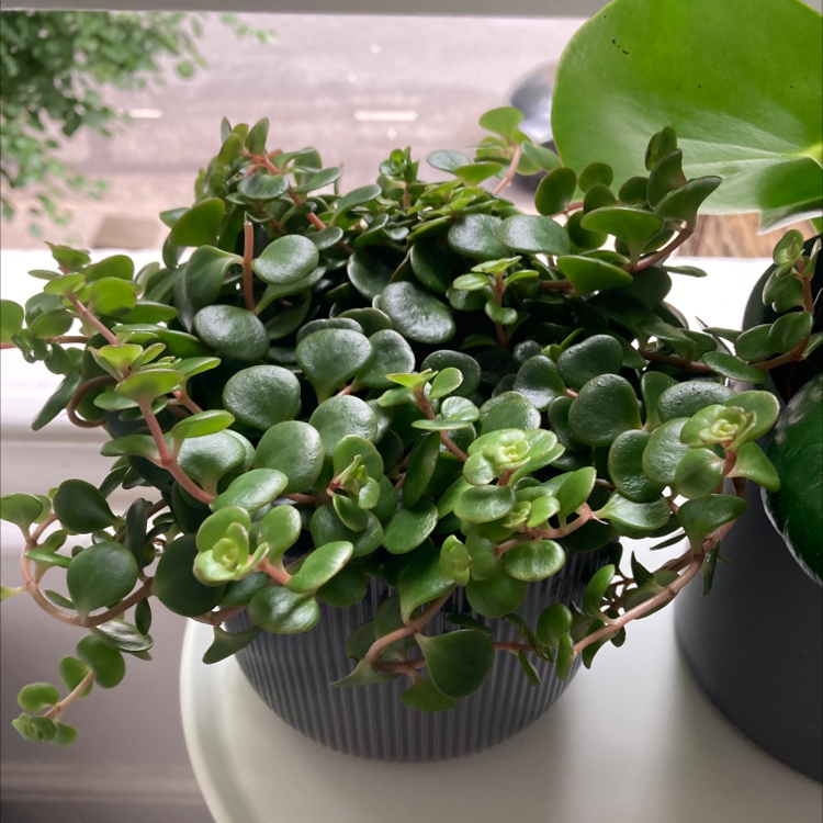 Healthy Sedum 'Himalayan Skies' plant in a pot with vibrant green leaves.