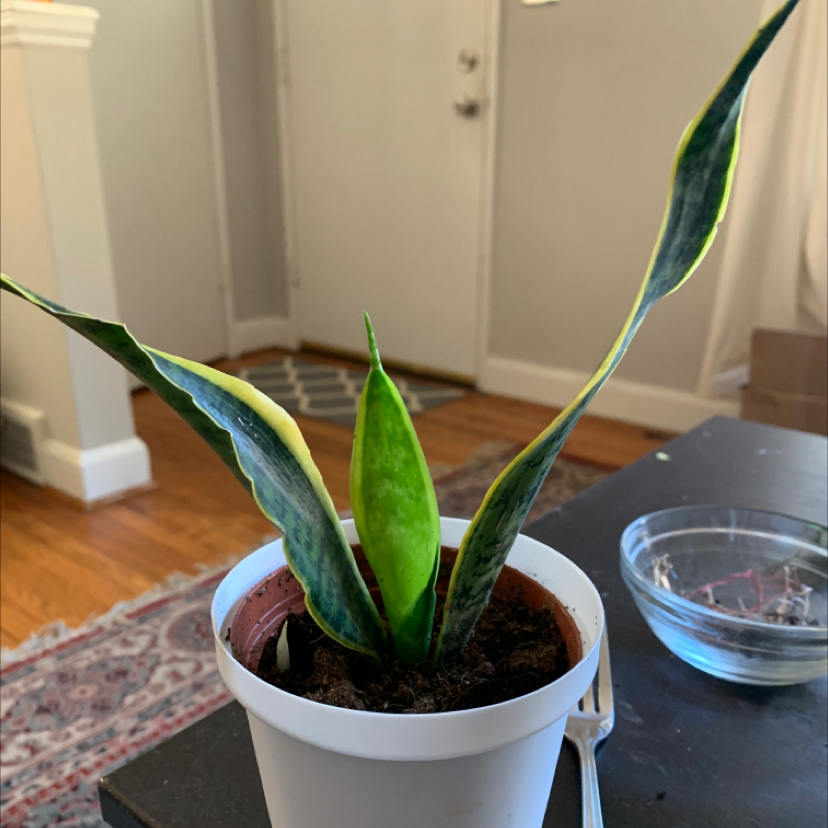 Sansevieria 'Lauren' plant in a white pot with some yellowing on the leaf edges.