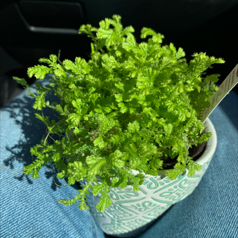 Lush, healthy Club Moss plant with vibrant green foliage growing in a decorative ceramic pot.