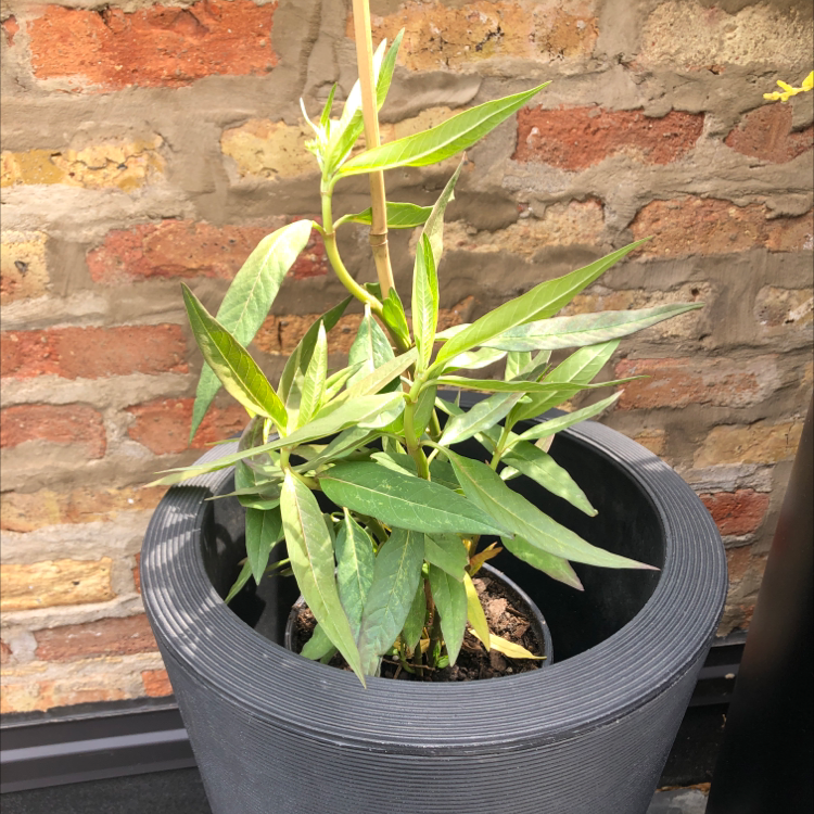 Swamp Milkweed plant in a black pot against a brick wall.