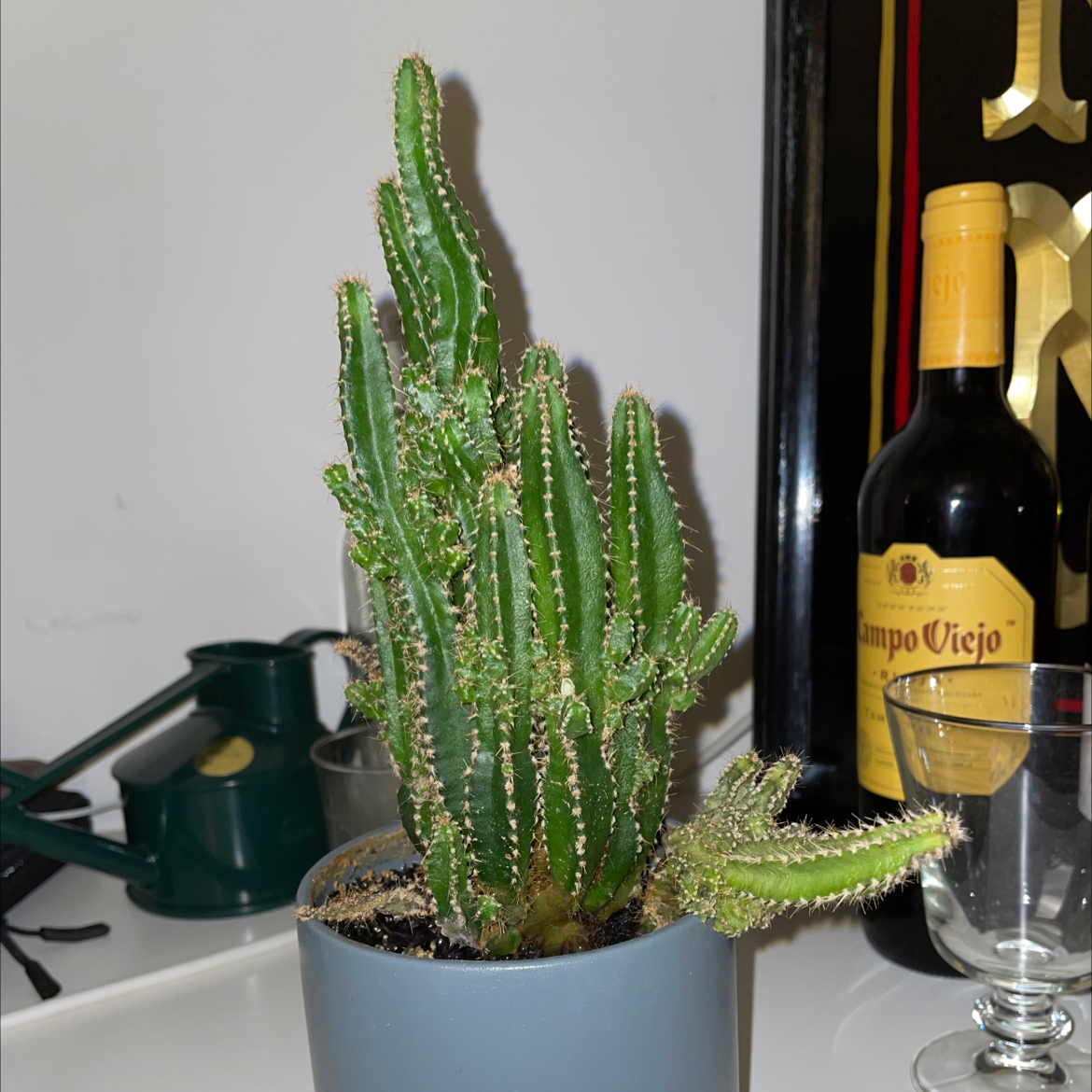 Night-Blooming Cereus plant in a pot, healthy with visible soil.