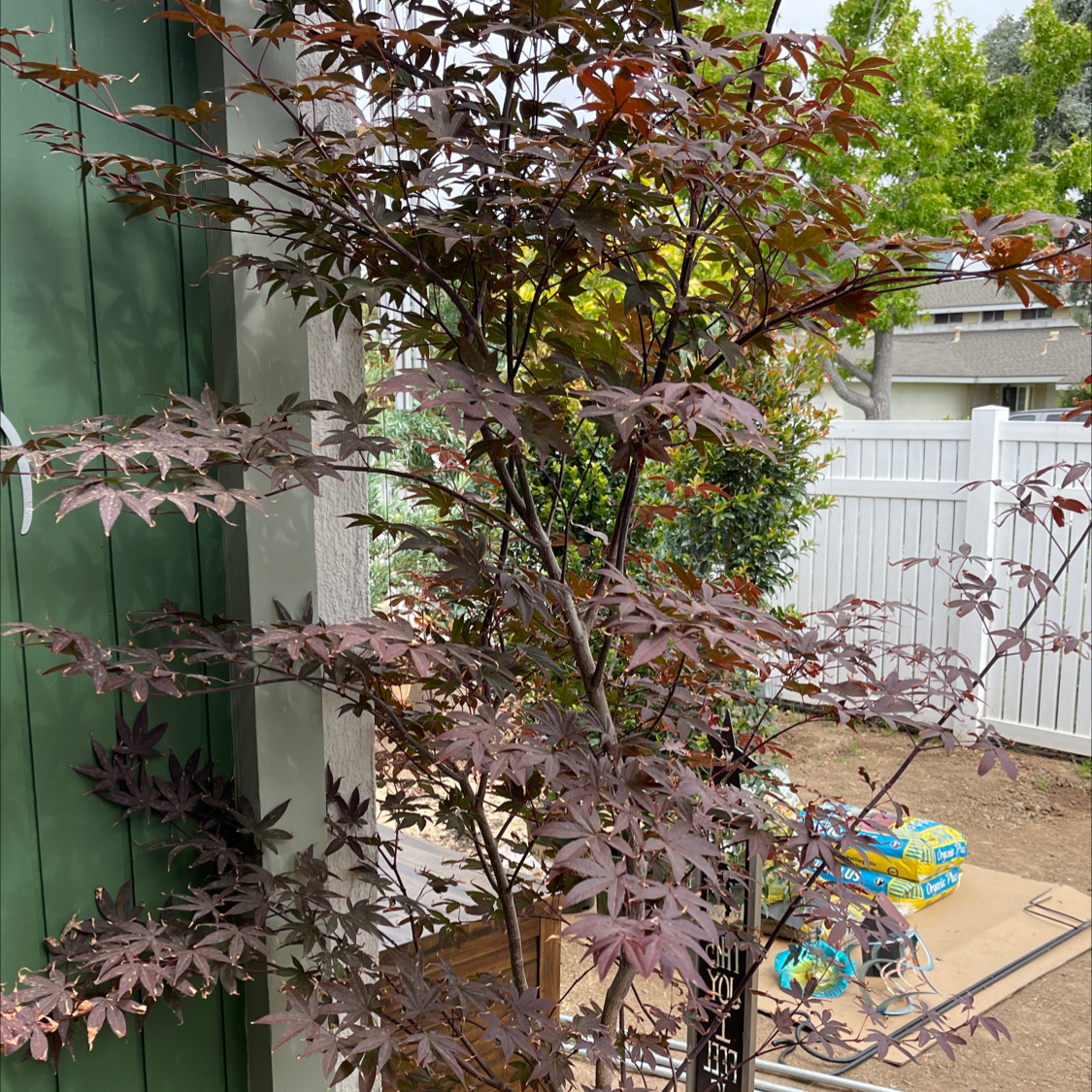 What Are The Bugs on My Japanese Maple? 🐛