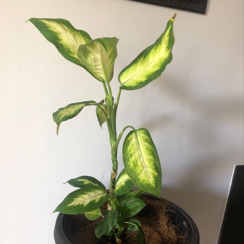 Healthy Dieffenbachia plant with vibrant green and yellow variegated leaves in a black plastic pot, soil visible.