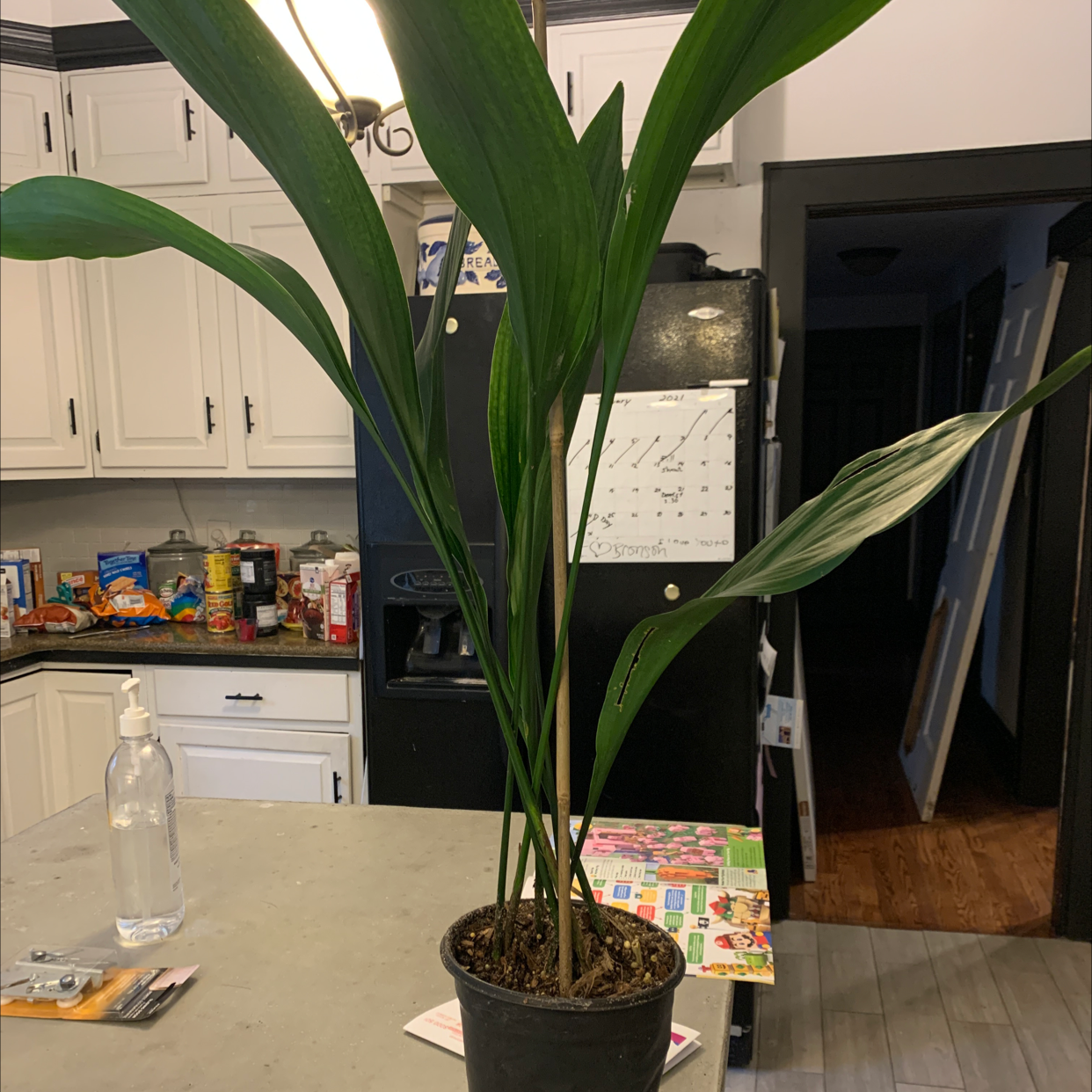Cast Iron Plant in a pot on a kitchen counter with green leaves.