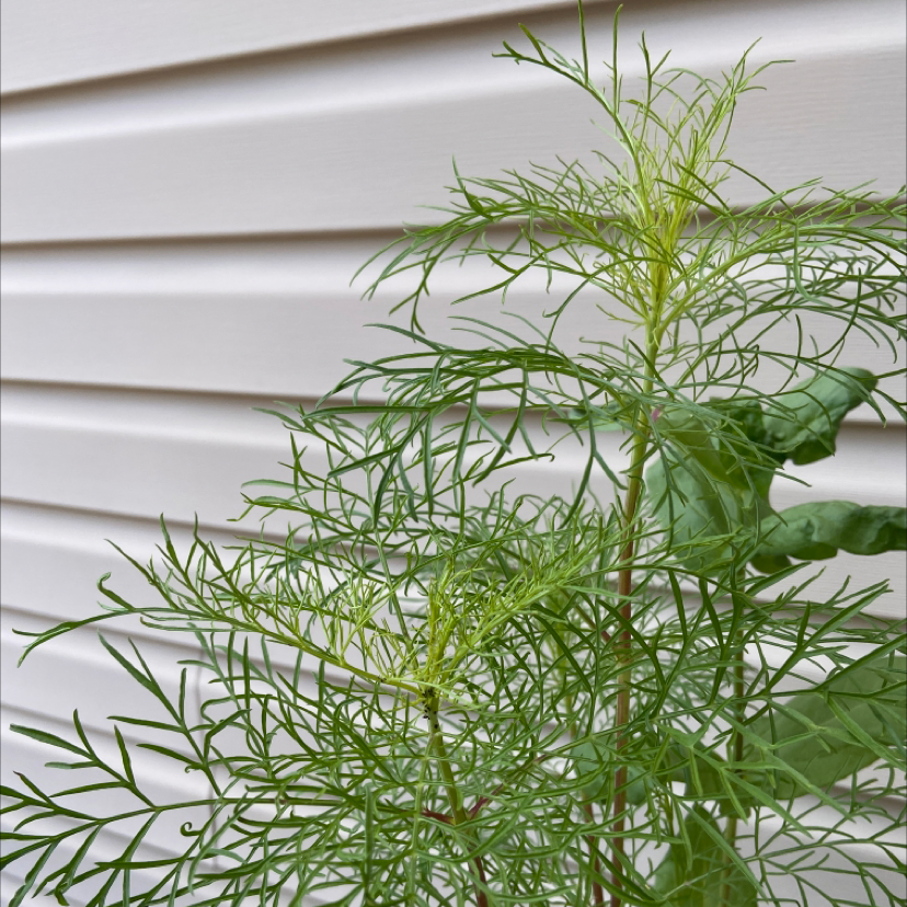 Garden Cosmos plant with thin, feathery leaves against a siding wall.