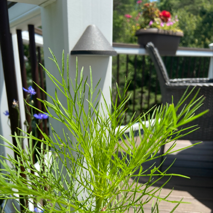 Healthy Garden Cosmos plant with feathery leaves on a deck with potted plants in the background.