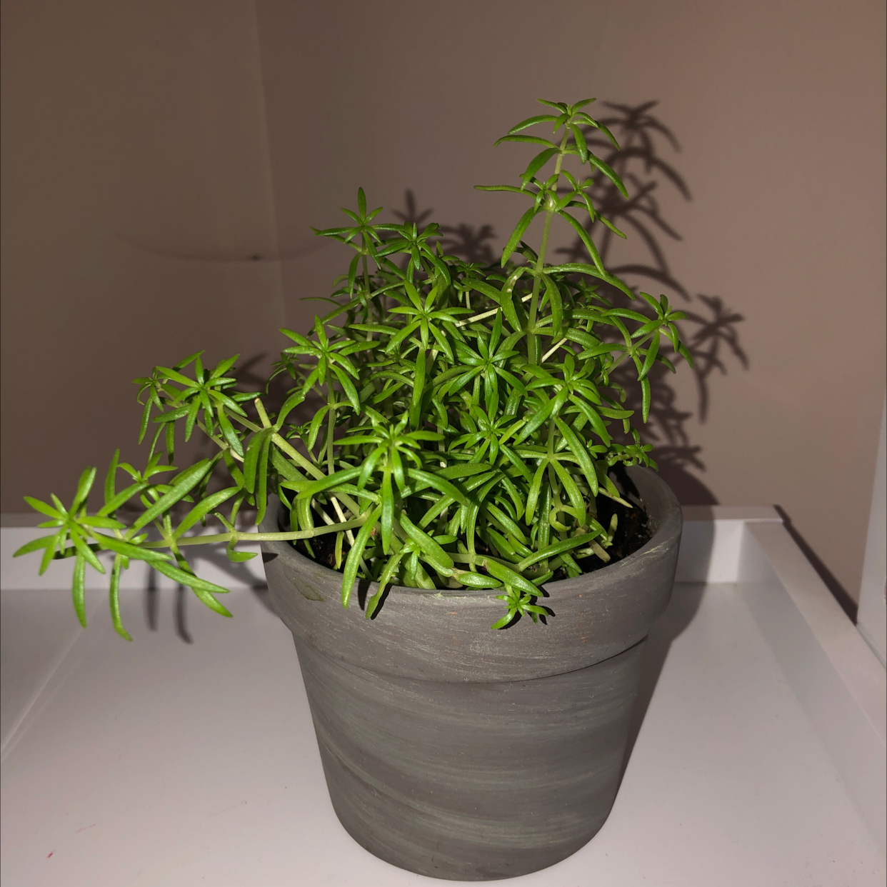 Potted Sprenger's Asparagus plant with vibrant green leaves, well-framed and centered.