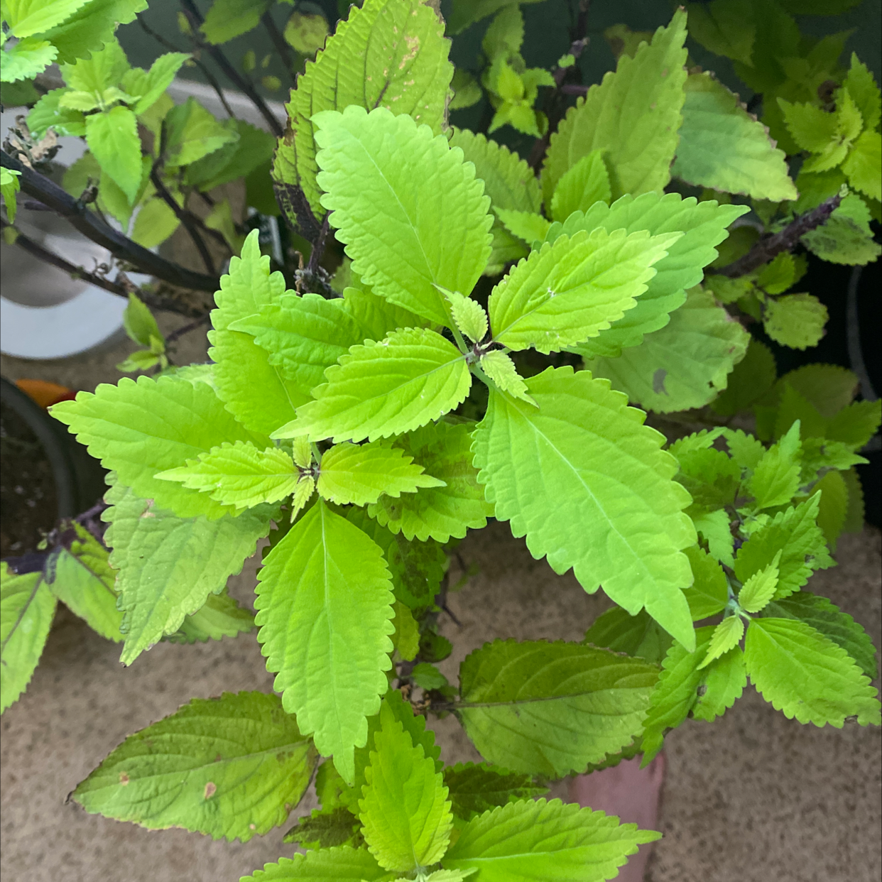 A healthy, vibrant coleus plant with large chartreuse green leaves. The plant appears to be thriving and well-cared for.