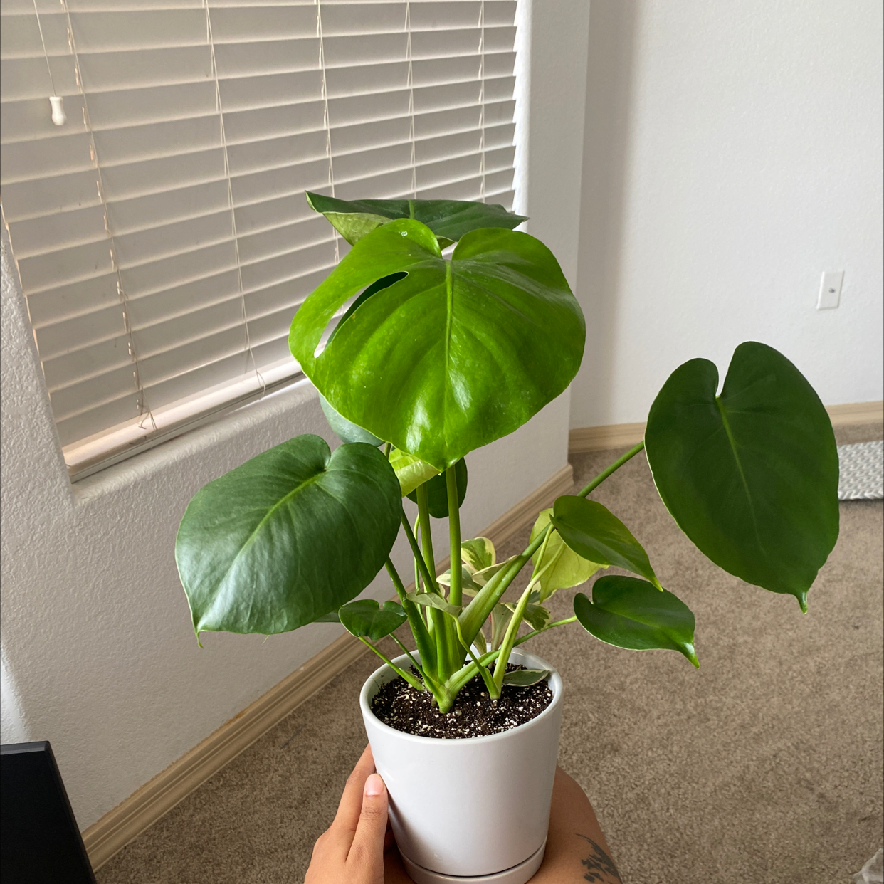 Monstera plant photo by @Plantmamiona named Monsterra Deliciosa on Greg, the plant care app.