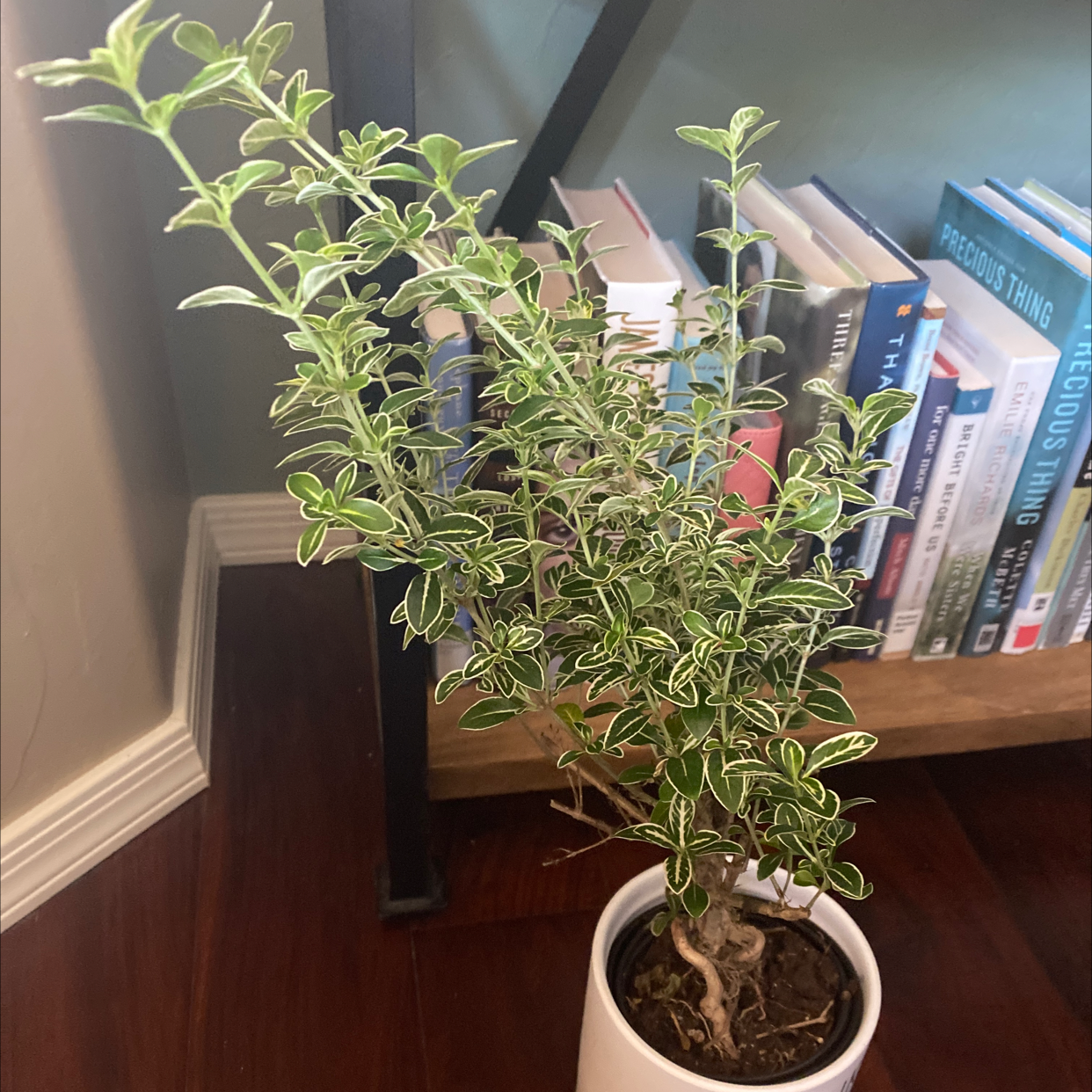 Snowrose plant in a white pot indoors near a bookshelf, appears healthy.