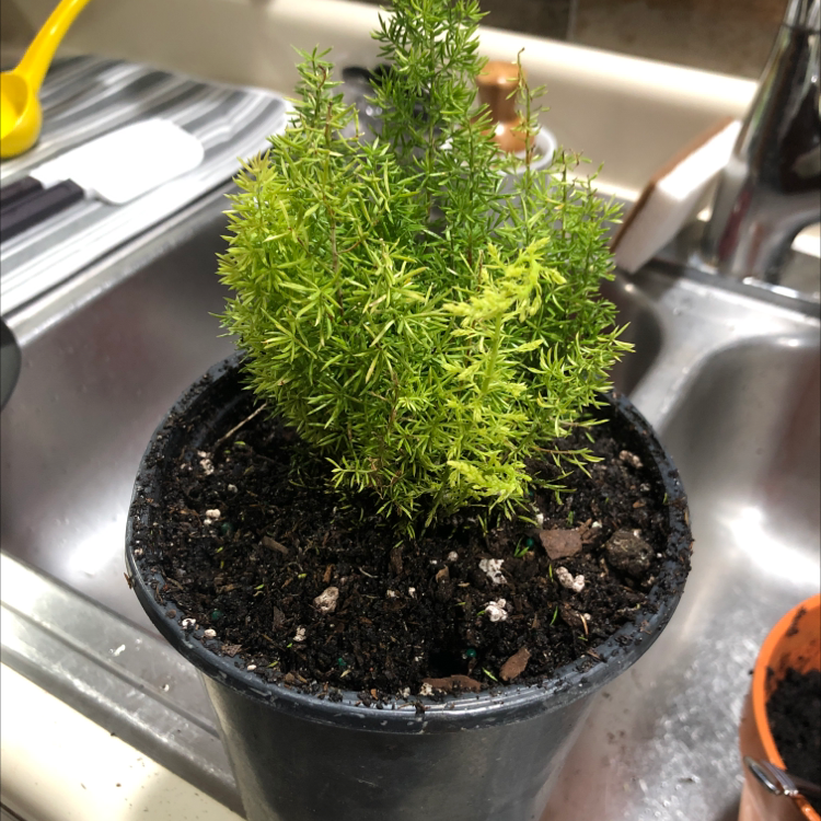 Healthy potted Plume Asparagus plant with lush green foliage, sitting on a shiny metal surface indoors.