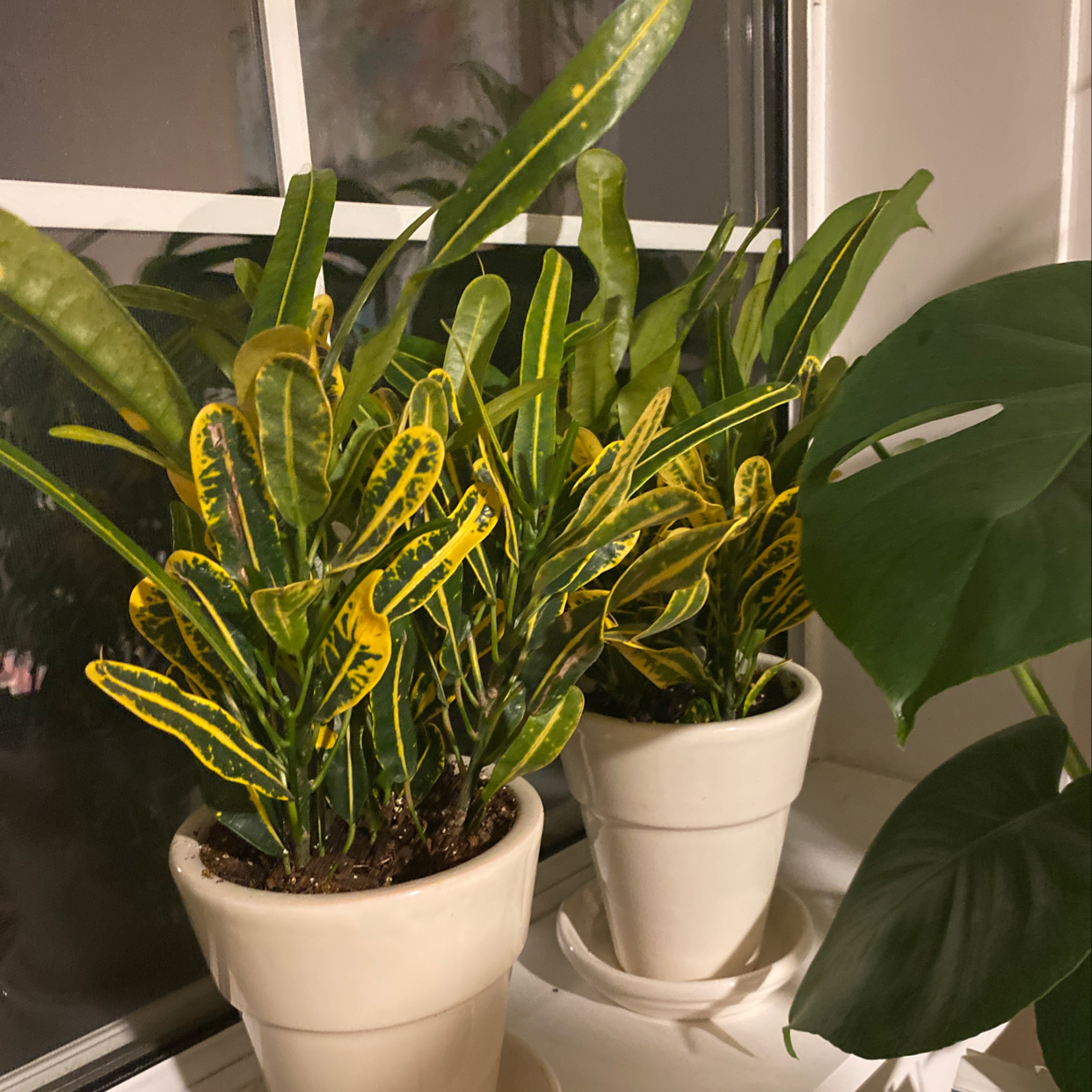 A healthy, vibrant Croton 'Petra' plant with green and yellow variegated leaves in white ceramic pots.