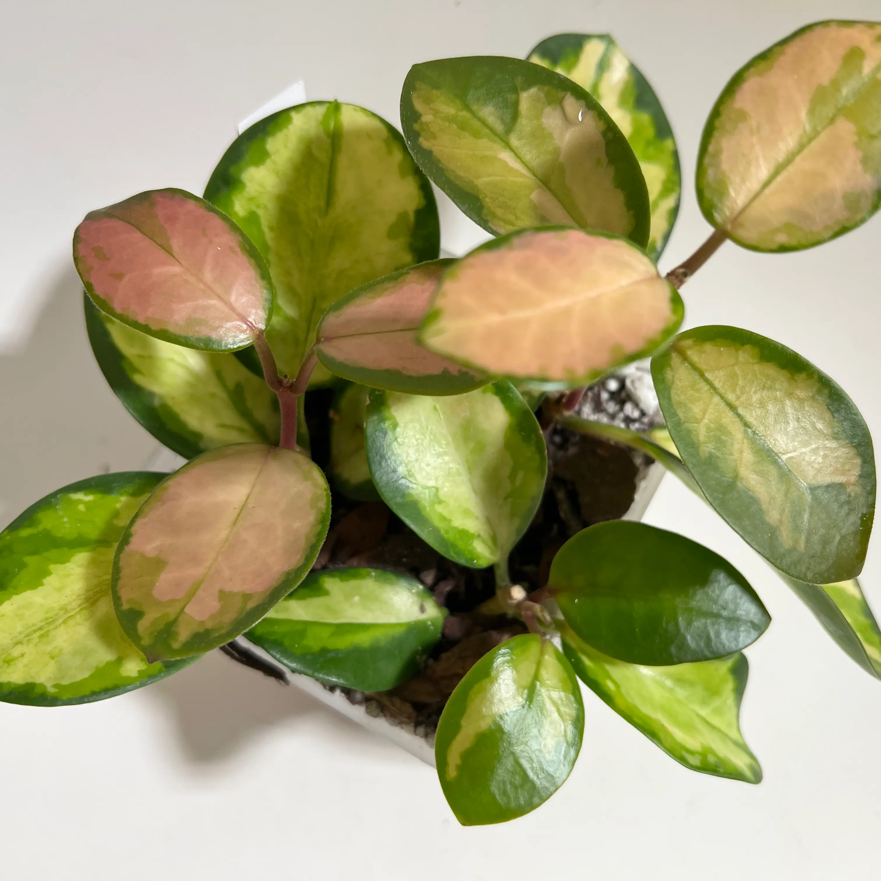 Hoya 'Lisa' plant with variegated green, yellow, and pink leaves in a pot.