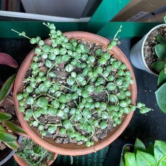 Variegated String of Pearls plant in Madison, Wisconsin