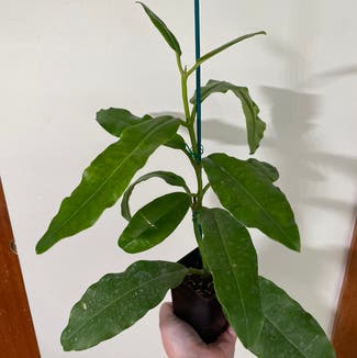 None plant in Madison, Wisconsin