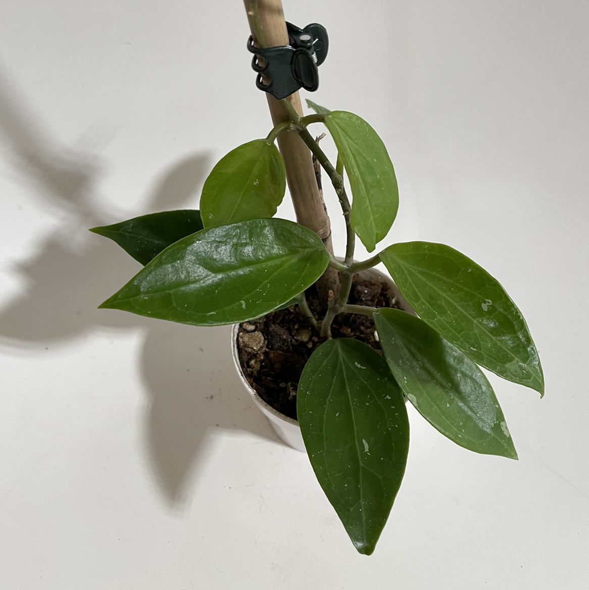 Photo of the plant species Hoya limoniaca by @norahrose named Hoya limoniaca on Greg, the plant care app