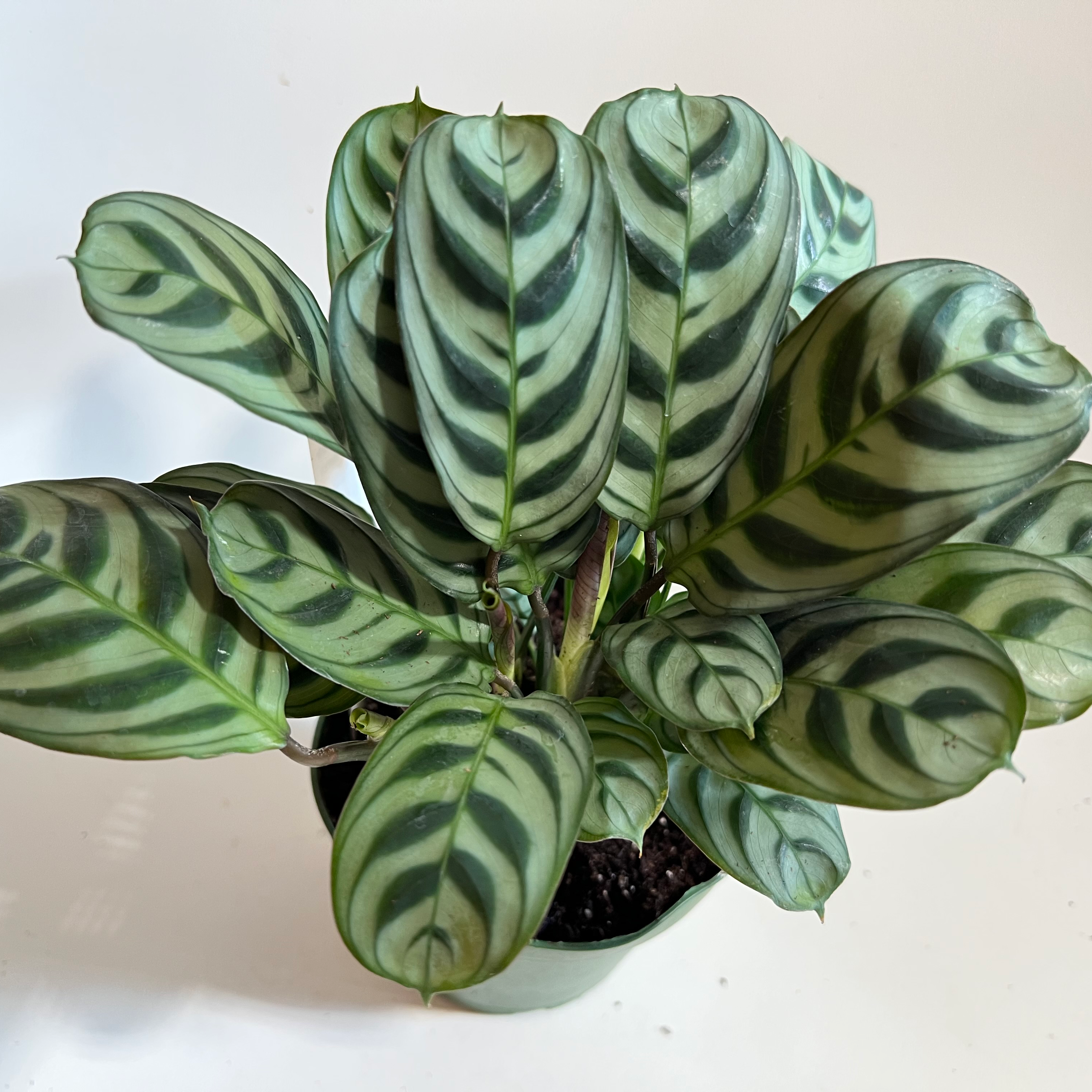 Photo of the plant species Fishbone Prayer Plant by @norahrose named ctenanthe burle marxii on Greg, the plant care app