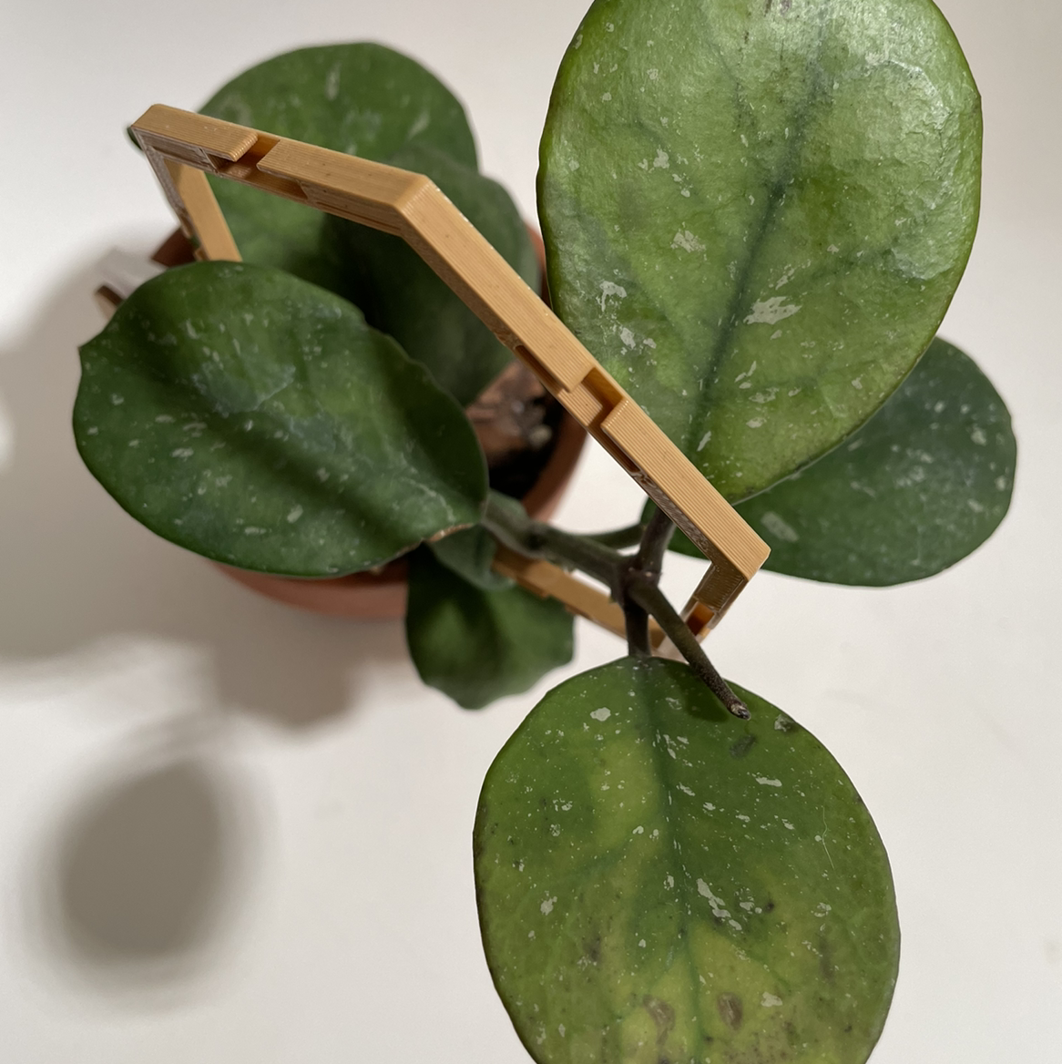 Hoya obovata plant with large, round leaves supported by a wooden trellis.