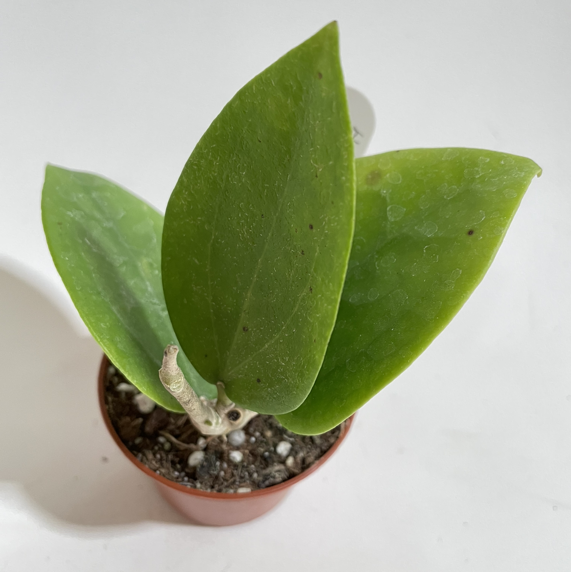 Photo of the plant species Hoya verticillata var. verticillata by @norahrose named Hoya pottsii on Greg, the plant care app