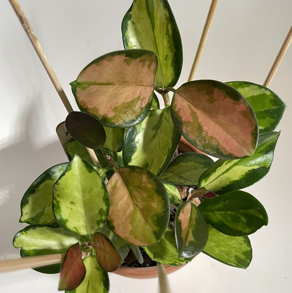 Photo of the plant species Hoya 'Lisa' by @norahrose named Hoya australis Lisa 1 on Greg, the plant care app