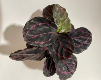 Rose Painted Calathea plant in Madison, Wisconsin
