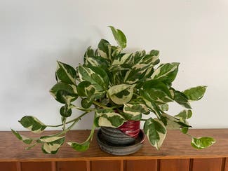 Pearls and Jade Pothos plant in Madison, Wisconsin