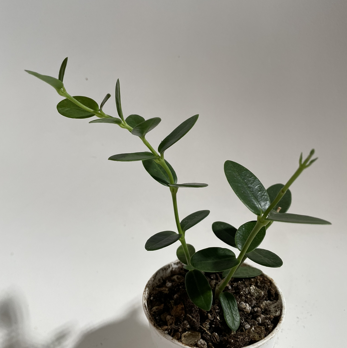 A healthy Bush Hoya plant in a small pot with visible soil.