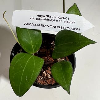 Hoya obovata plant in Madison, Wisconsin