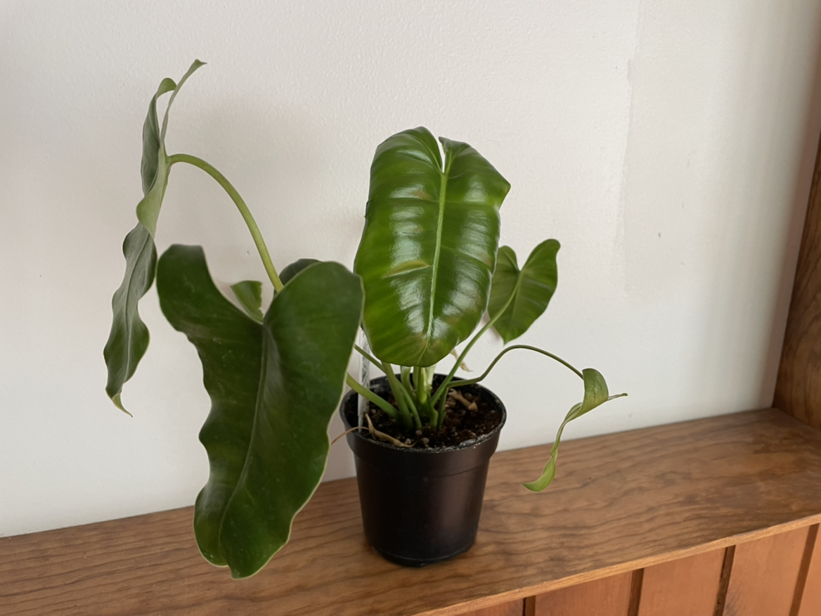 Burle Marx plant in a black pot on a wooden surface, healthy green leaves.
