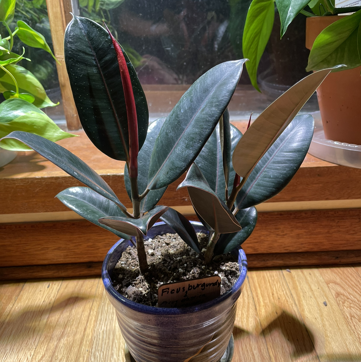 Burgundy Rubber Tree in a pot with visible soil, placed on a wooden surface.