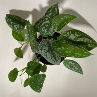 Silver Anne Pothos plant in Madison, Wisconsin