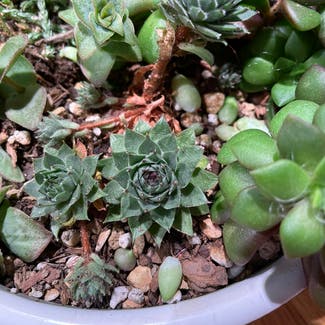 Cobweb Hens and Chicks plant in Madison, Wisconsin