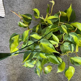 Philodendron Brasil plant in Madison, Wisconsin