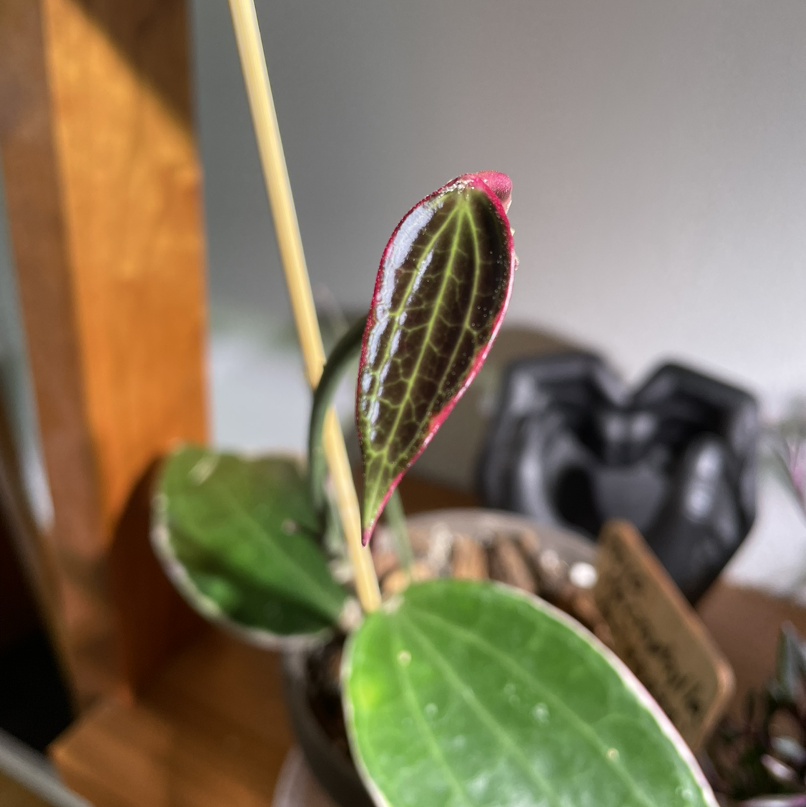Photo of the plant species Hoya macrophylla 'Albomarginata' by @norahrose named Hoya latifolia 1 (hoya macrophylla variegata) on Greg, the plant care app