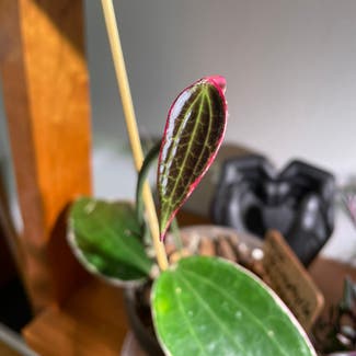 Hoya macrophylla 'Albomarginata' plant in Madison, Wisconsin