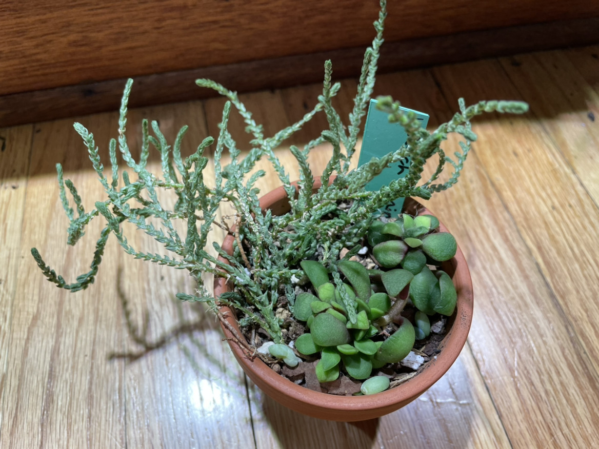 Potted Anacampseros 'Sunrise' plant with two types of foliage, well-lit and healthy.